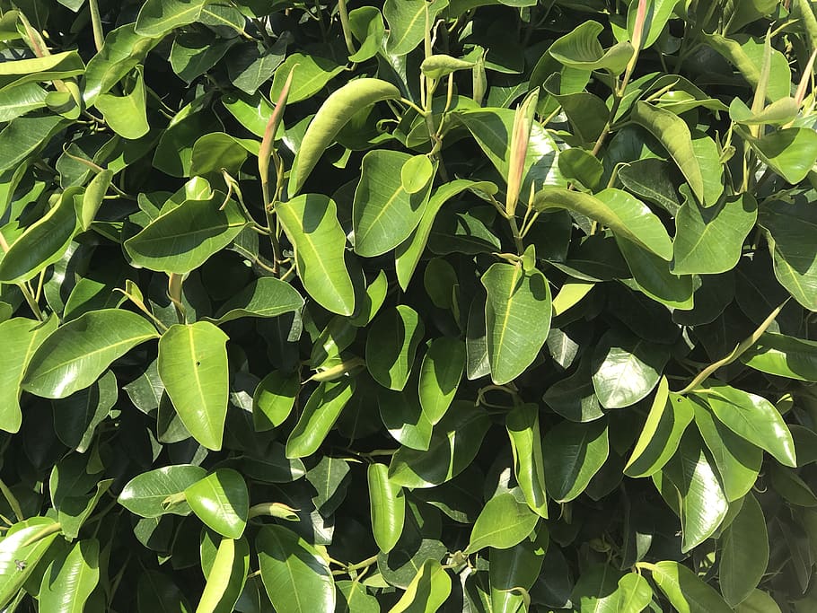 leaf, plant, vegetation, bush, food, citrus fruit, blossom HD wallpaper