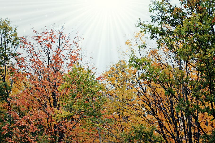 backround, wallpaper, sunlight, nature, forest, trees, plant HD wallpaper