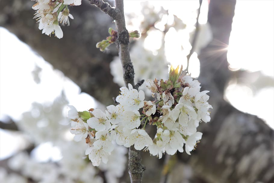 flower, tree, nature, spring, branch, beautiful, sky, colorful HD wallpaper
