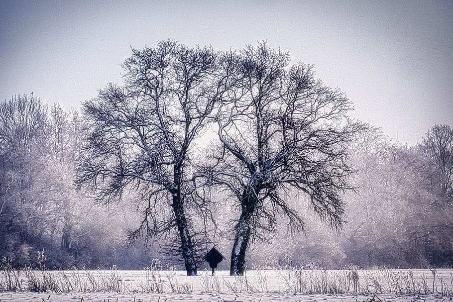 tree, winter, snow, landscape, nature, cold, wintry, snowy HD wallpaper