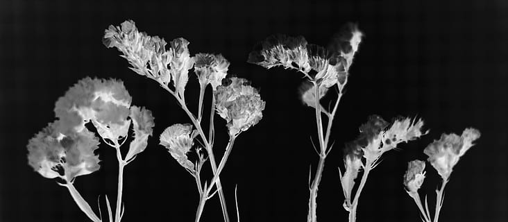 nature, flora, leaf, beautiful, beauty, black and white, bloom HD wallpaper