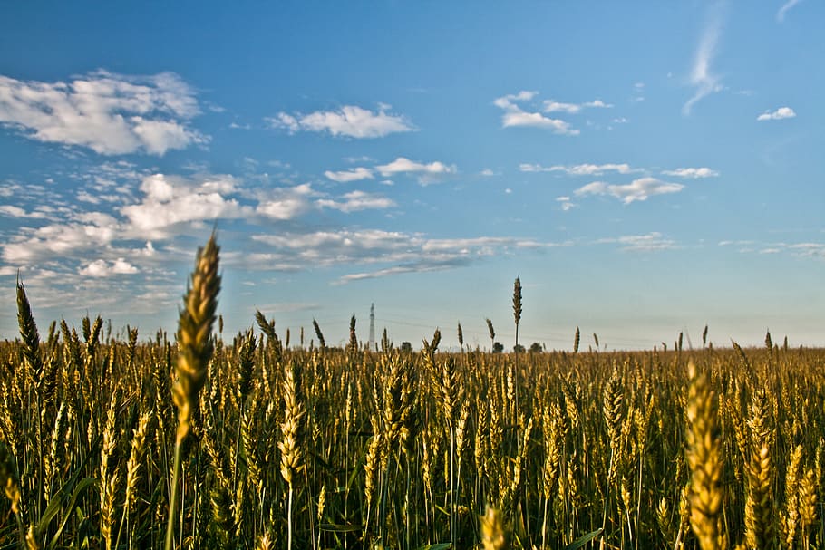 Grain field, cloudy, environment, sky, wheat, growth, agriculture HD wallpaper