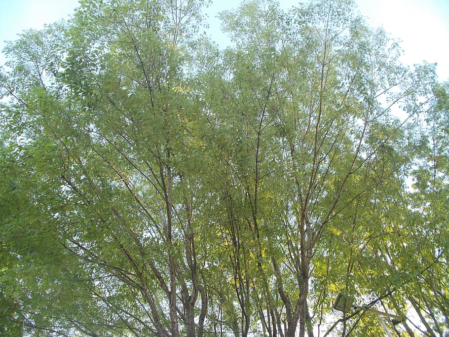 mexico, tepic, tree, plant, low angle view, growth, day, no people HD wallpaper