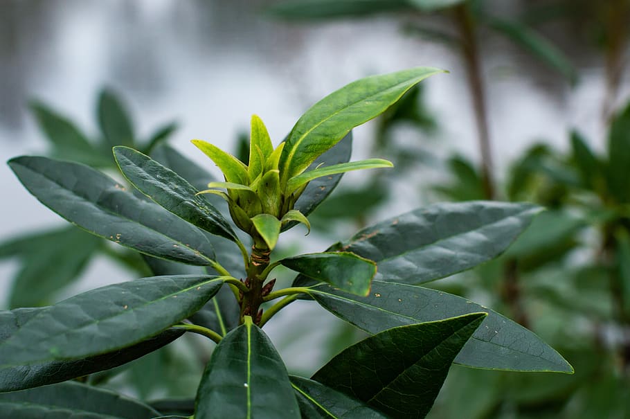 green, plant, nature, leaf, winter, plant part, green color HD wallpaper