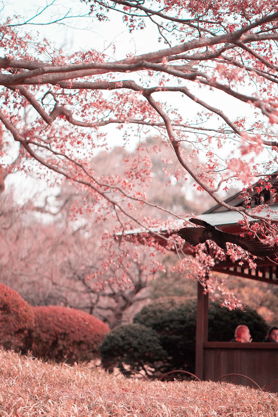 Photo of Cherry Blossoms, beautiful, bloom, blooming, blur, branches HD wallpaper
