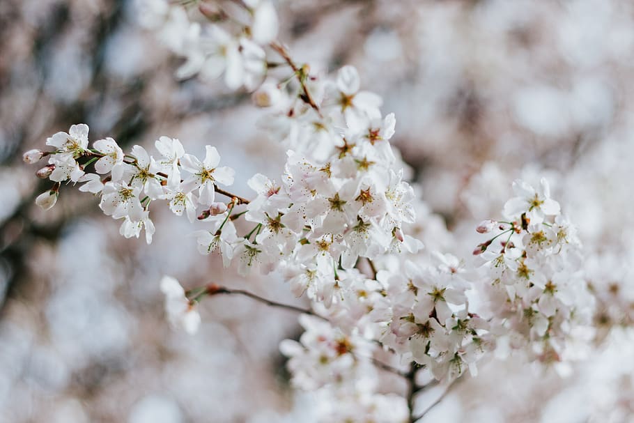 white flowers, fragility, flowering plant, freshness, vulnerability HD wallpaper