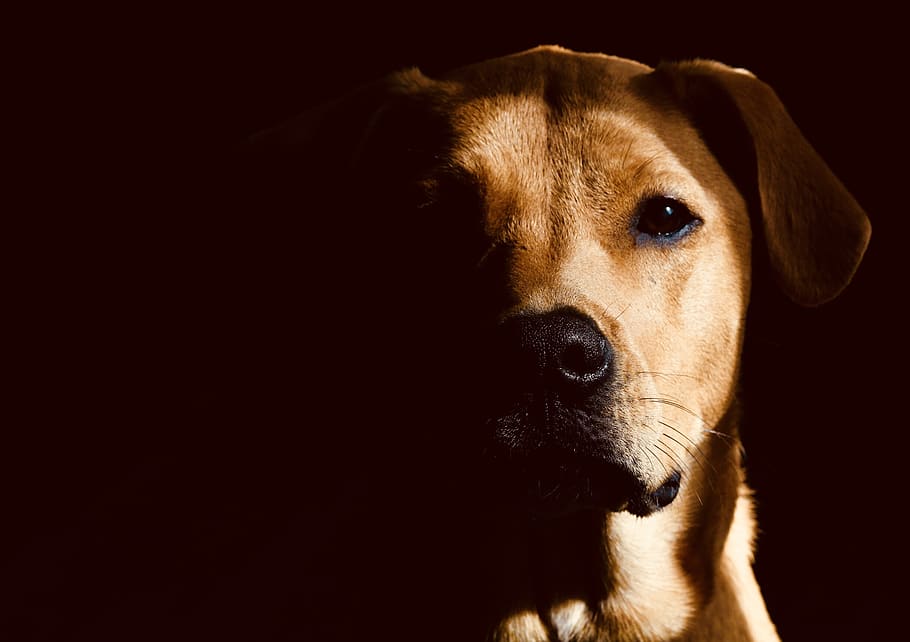 dog, pet, lab, hound, orange, fur, nose, eyes, portrait, wallpaper HD wallpaper