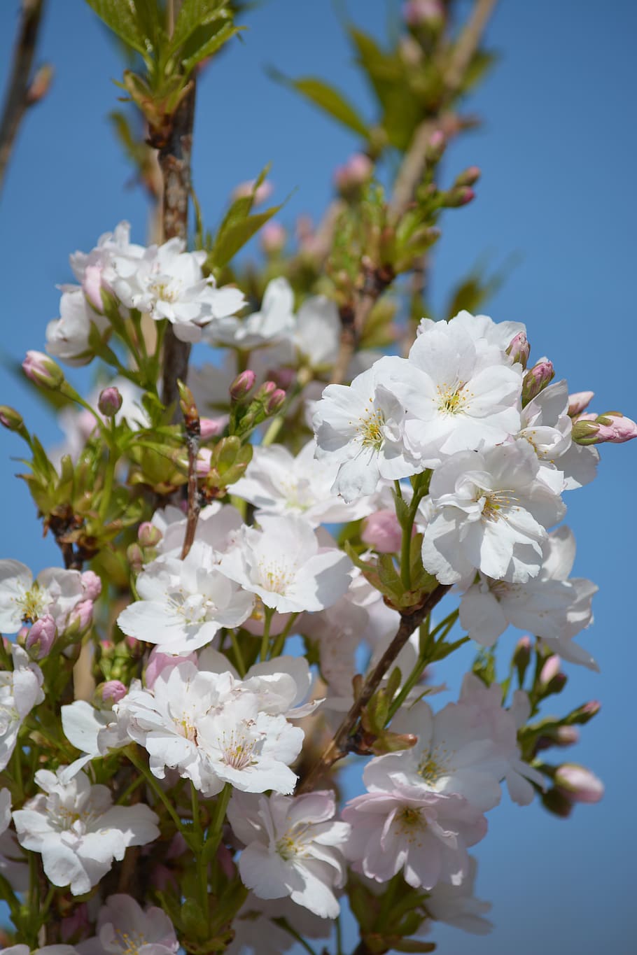 blossom, bloom, spring, flowers, nature, petals, white, flowering plant HD wallpaper