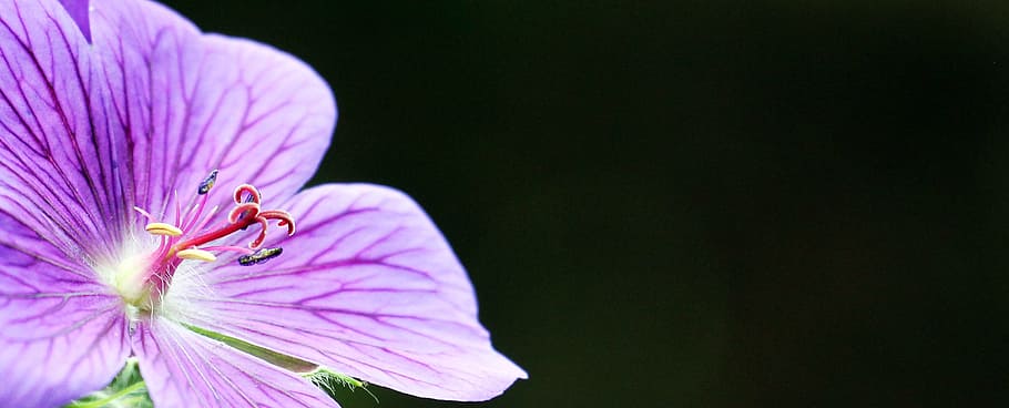 macro, cranesbill, fresh, flower, nature, fragrance, garden HD wallpaper