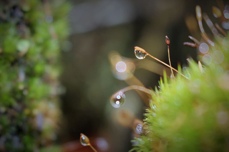 Dew Drops On Green Grass Close Up Photo, close-up, environment HD wallpaper