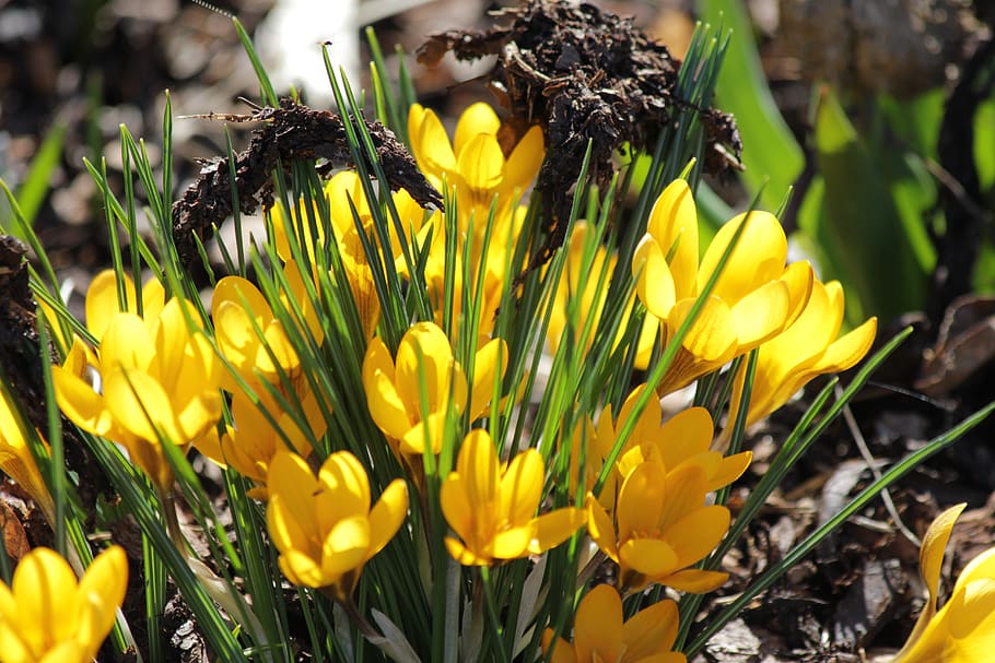 crocus, yellow, nature, spring, flowers, blossom, bloom, plant HD wallpaper
