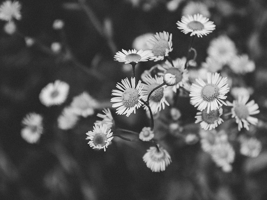 Hd Wallpaper White Flowers Black And Bloom Blossom Flare - Black And White Flower Wallpaper 4k