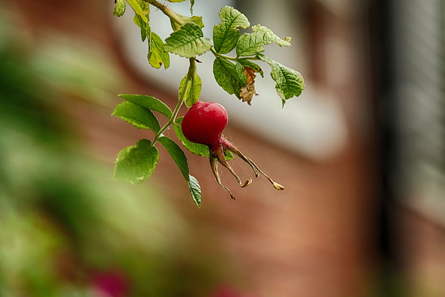 plant, nature, fruit, rose hip, autumn, healthy eating, growth HD wallpaper
