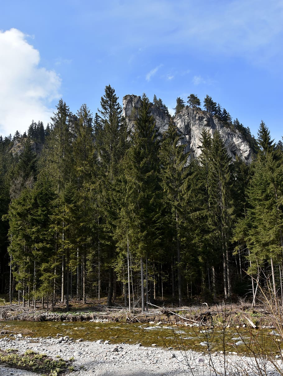 mountain, forest, river, landscape, sky, trees, chochołowska valley HD wallpaper