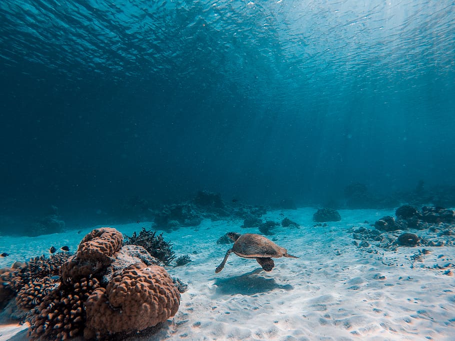 brown turtle underwater, sea, undersea, animal wildlife, animals in the wild HD wallpaper