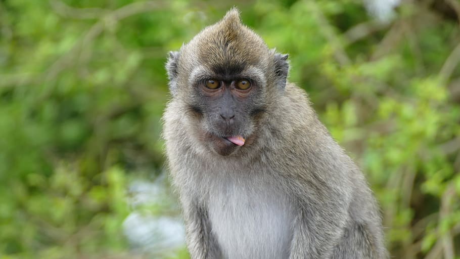 monkey, ape, mauritius, mountains, grand bassin, ganga talao HD wallpaper