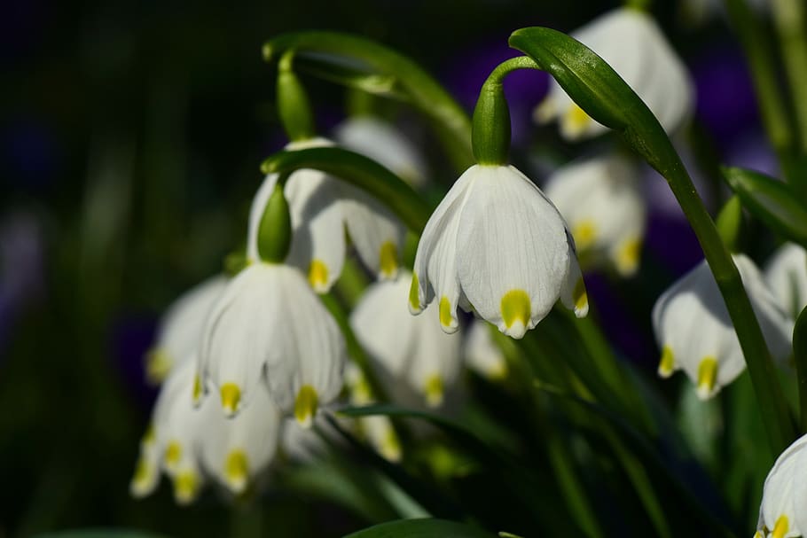 white, march, snowflake, spring, small, tender, hanging, bells HD wallpaper