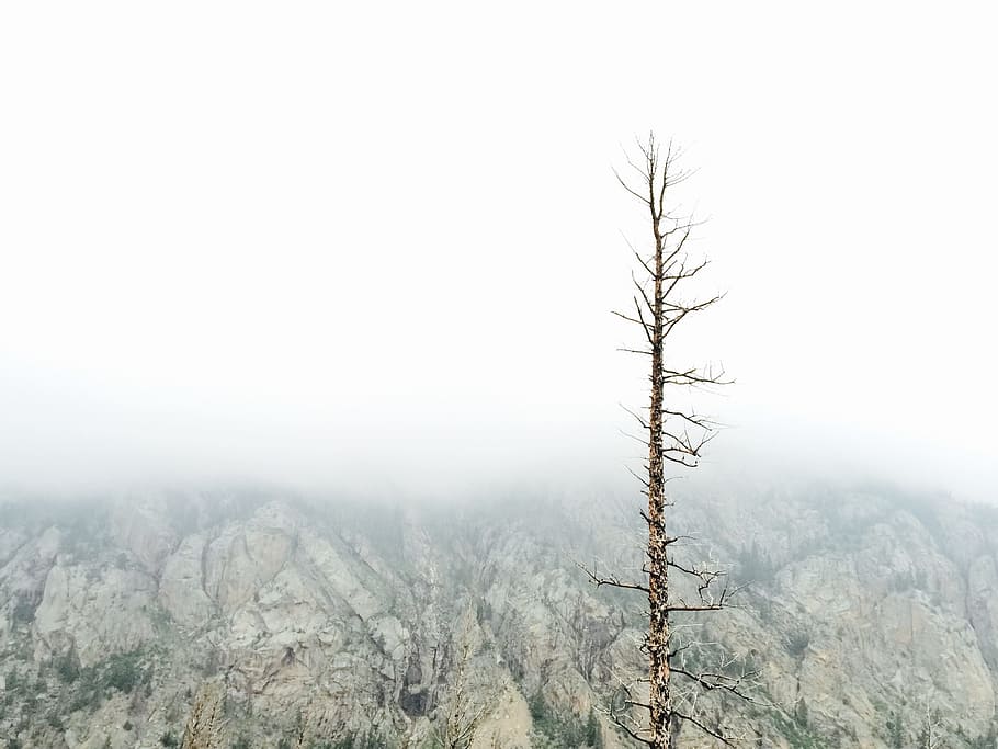 tree, wood, lonely, alone, mountain, nature, landscape, fog HD wallpaper