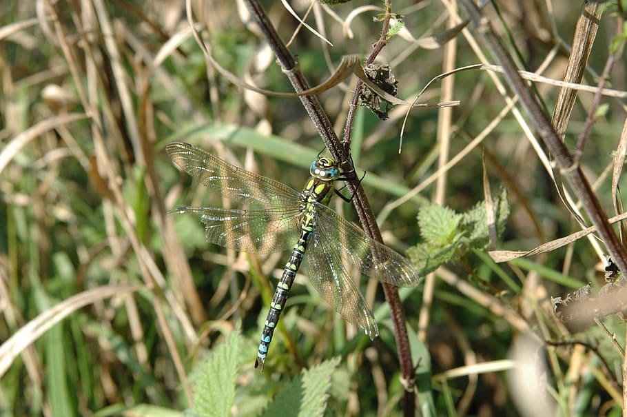 dragonfly, grass, insect, nature, wing, animal, summer, leaf HD wallpaper