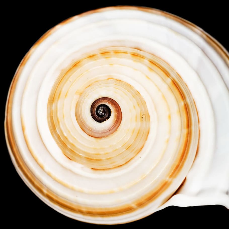 black, bone, close-up, closeup, coast, coastline, cockle-shell HD wallpaper