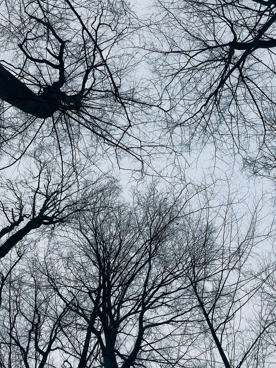 tree, plant, tree trunk, winter, trees, ,winter sky, fir, abies HD wallpaper