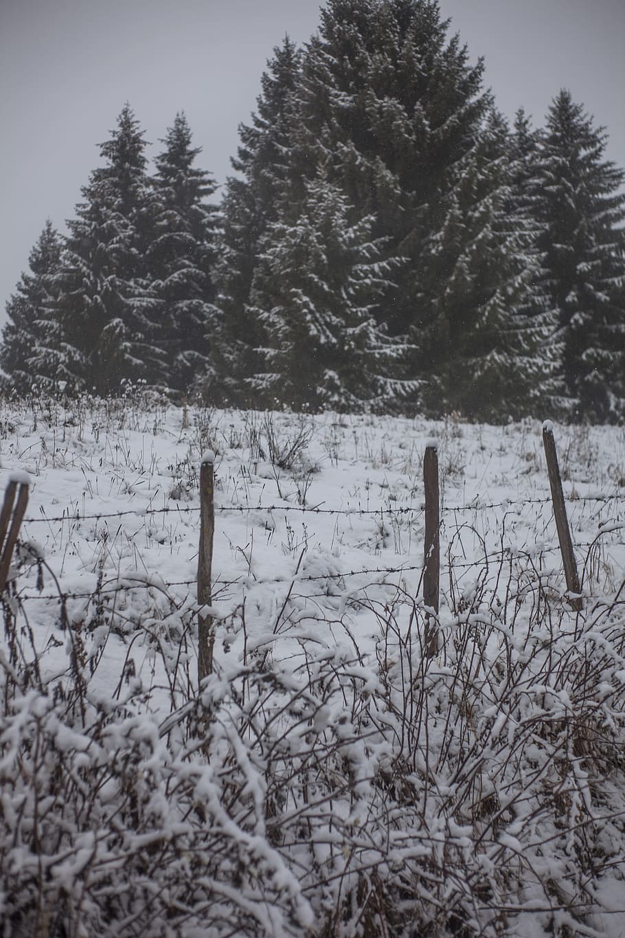 Grass Field Cover by Snow, cold, day, daylight, zing, frost, frosty HD wallpaper