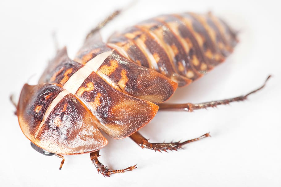 beetle, bug, white, studio shot, white background, close-up HD wallpaper