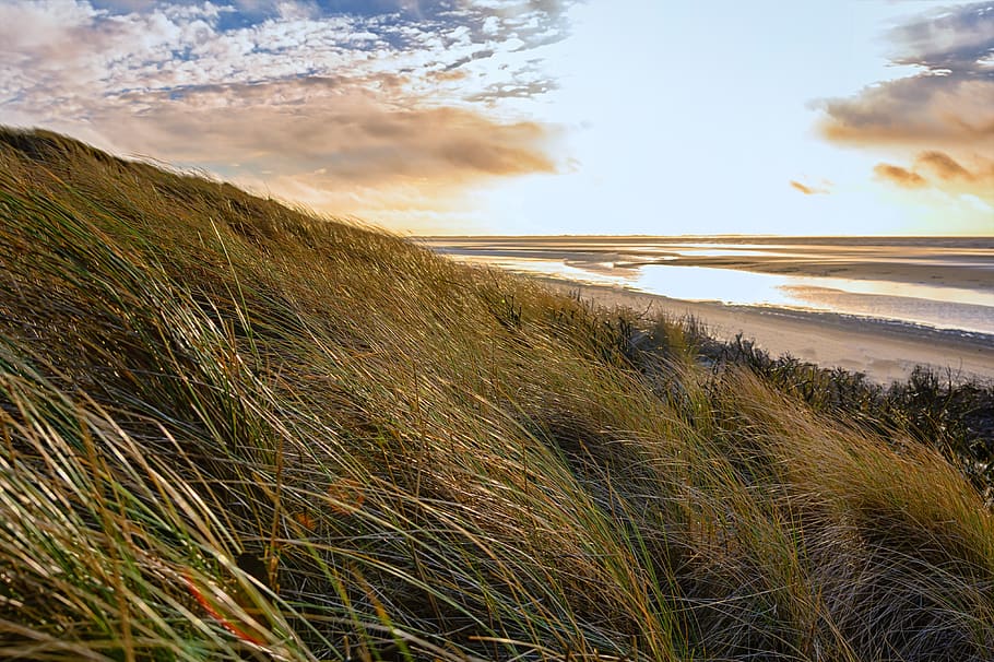 beach, coast, grass, wind, nature, relaxation, sunset, landscape HD wallpaper