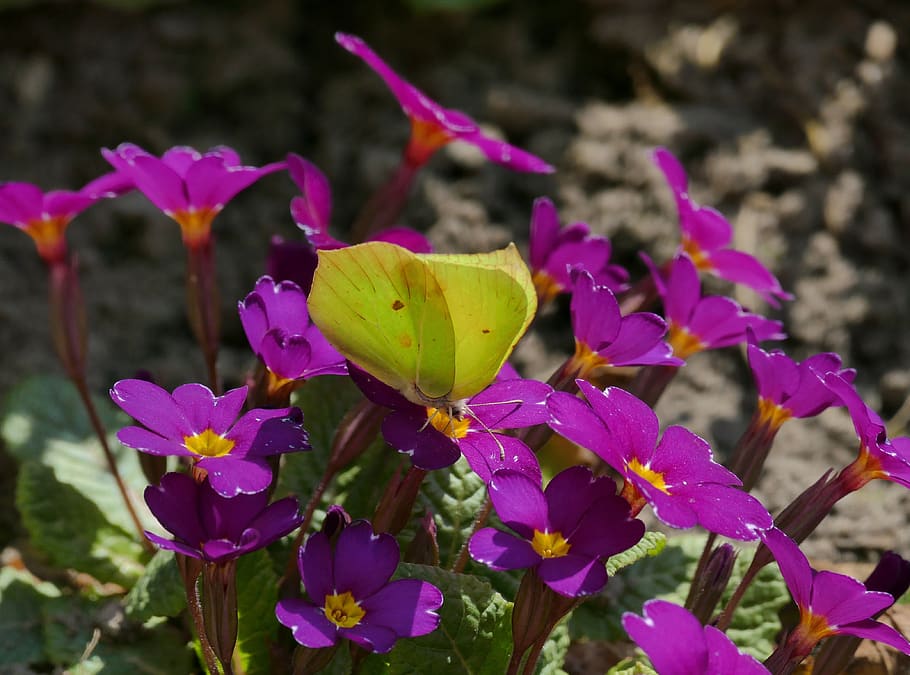 butterfly, yellow, insect, macro, butterflies, colorful, flower HD wallpaper