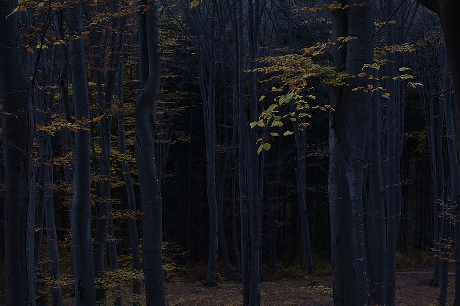 Green Leaf Trees, daylight, environment, forest, landscape, nature HD wallpaper