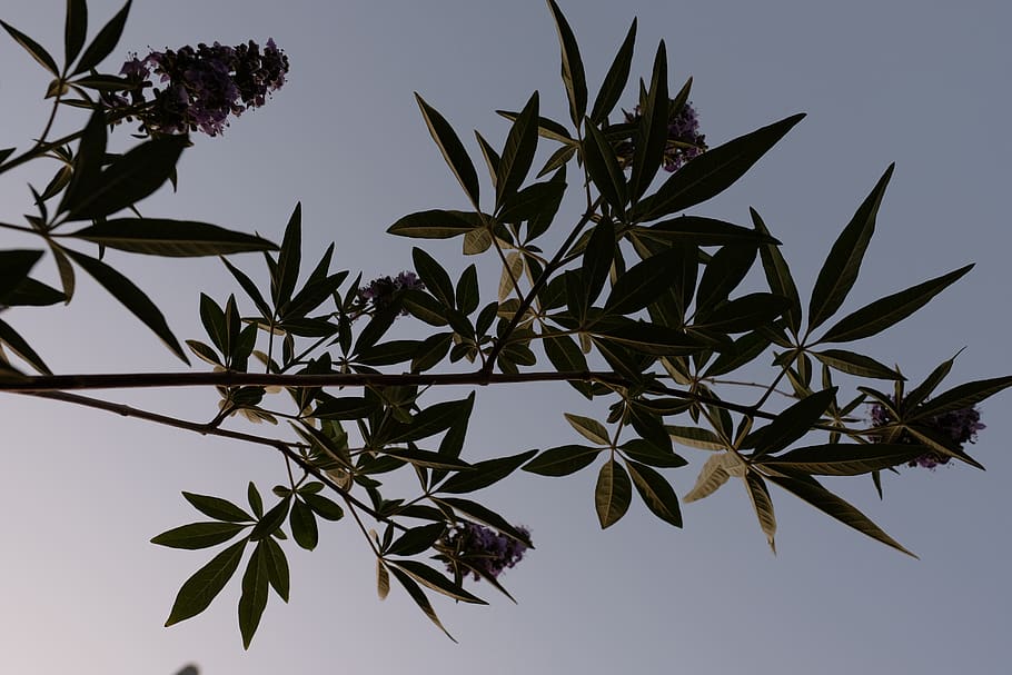plant, leaf, tree, silhouette, acanthaceae, flower, blossom HD wallpaper