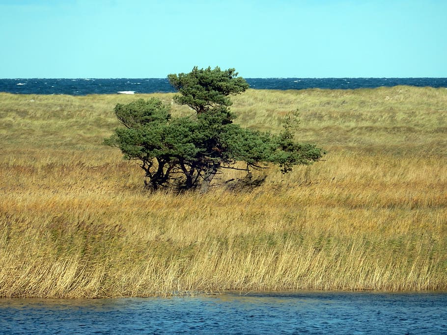 tree, bodden, baltic sea, darß, windfluechter, reed, nature reserve HD wallpaper