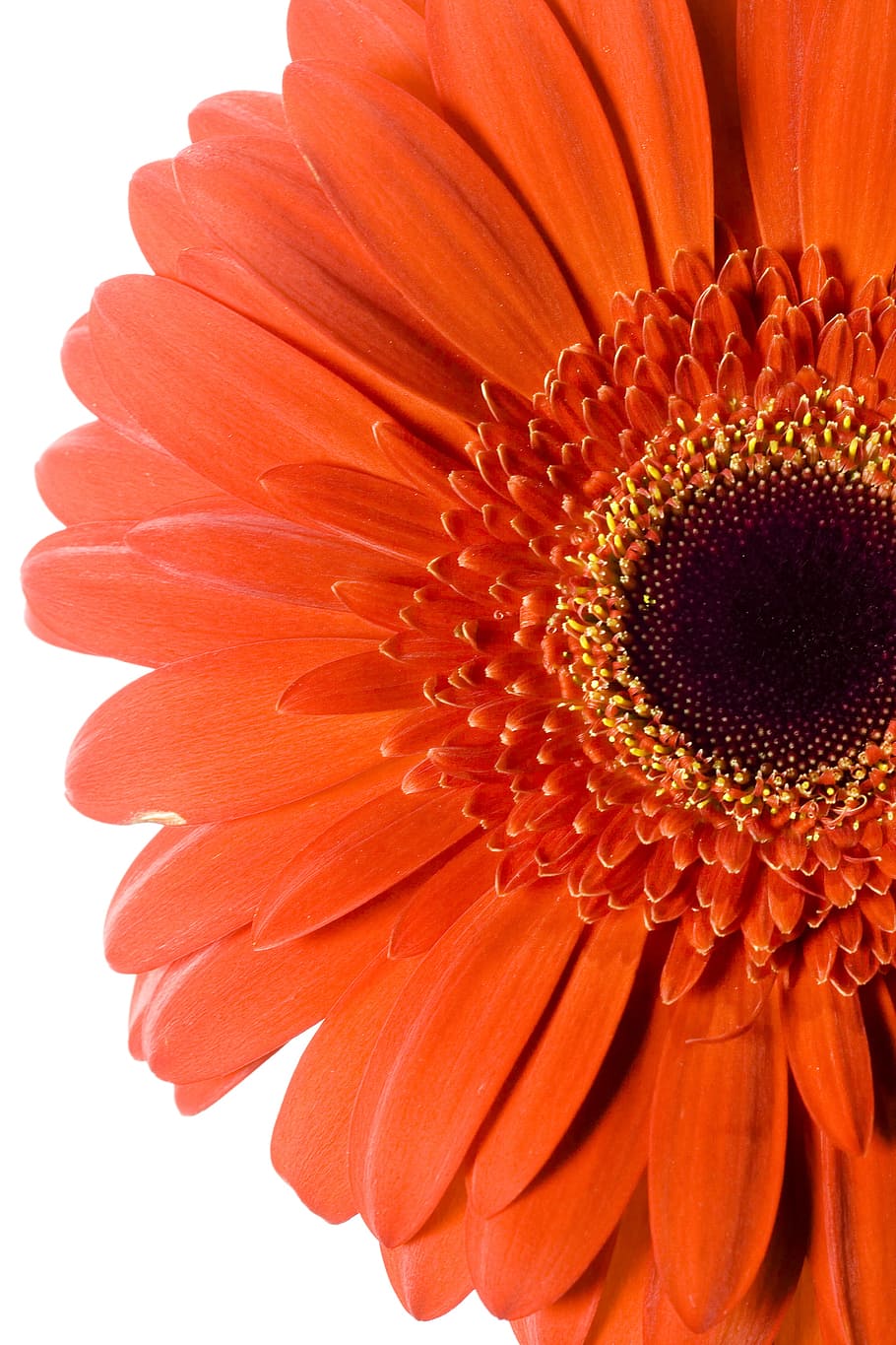 gerbera, flower, background, white, closeup, isolated, decoration, HD wallpaper
