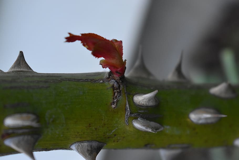 plant, leaf, tree, bird, animal, maple, tree trunk, leaves HD wallpaper