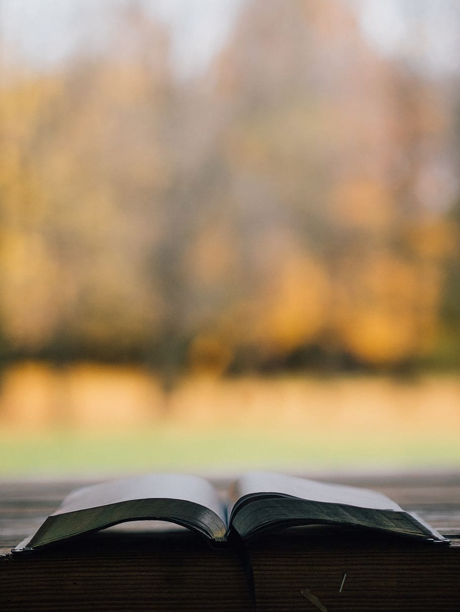 book, reading, publication, focus on foreground, open, no people HD wallpaper