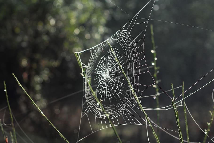 White Spider Web Selective Focus Photography, spiderweb, fragility HD wallpaper