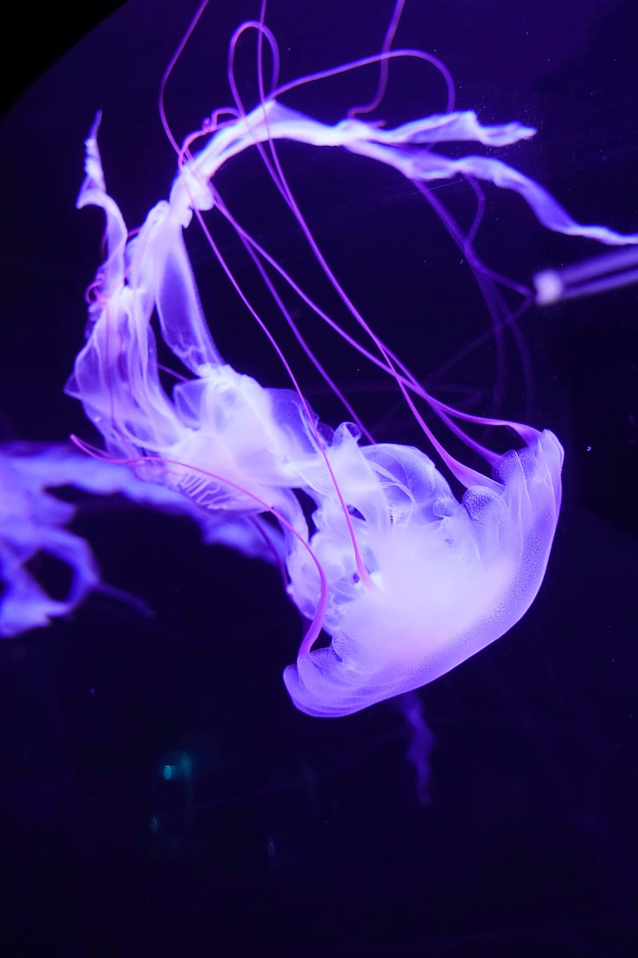 HD wallpaper: purple jellyfish, water, aquarium, sealife, marine life,  outdoors | Wallpaper Flare