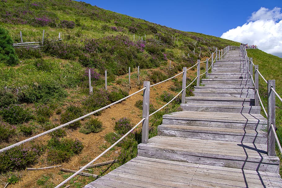 stairs, wood, path, landscape, hill, nature, heather, puy de dome HD wallpaper