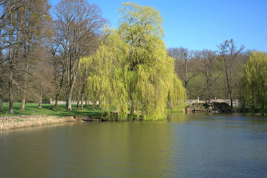 spring, pond, calden, tree, lake, water, park, nature, garden HD wallpaper