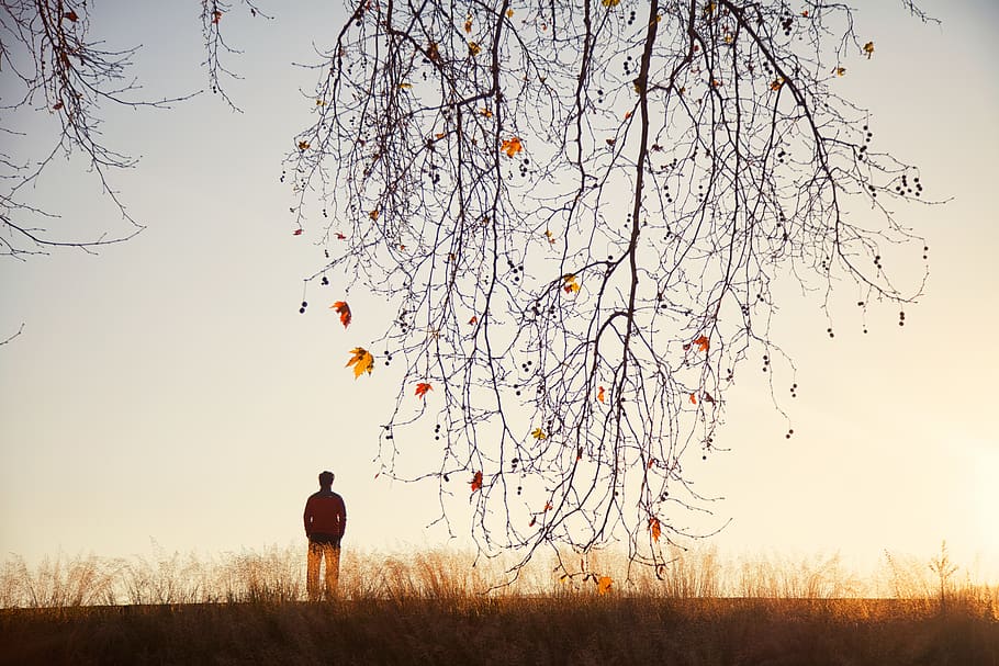 tree, sunset, nature, autumn, yellow, silent, sky, silhouette HD wallpaper