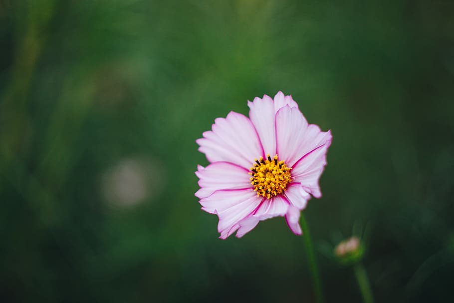 ukraine, colored, multicolored, varicolored, depth of field HD wallpaper