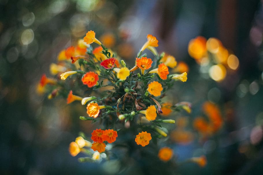 peru, urubamba, flower, plant, flowering plant, freshness, beauty in nature HD wallpaper
