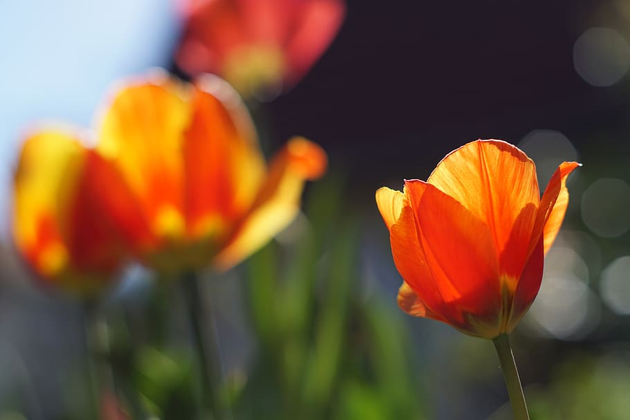 tulip, sun, spring, bloom, bright, close up, garden, red, yellow HD wallpaper