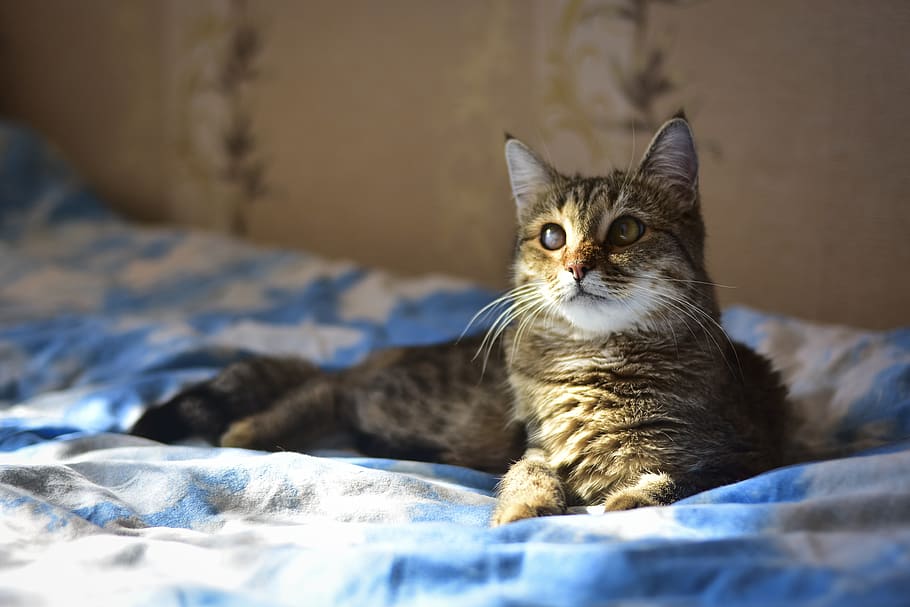 cat, sun, view, vacation, animals, portrait, eyes, curiosity HD wallpaper