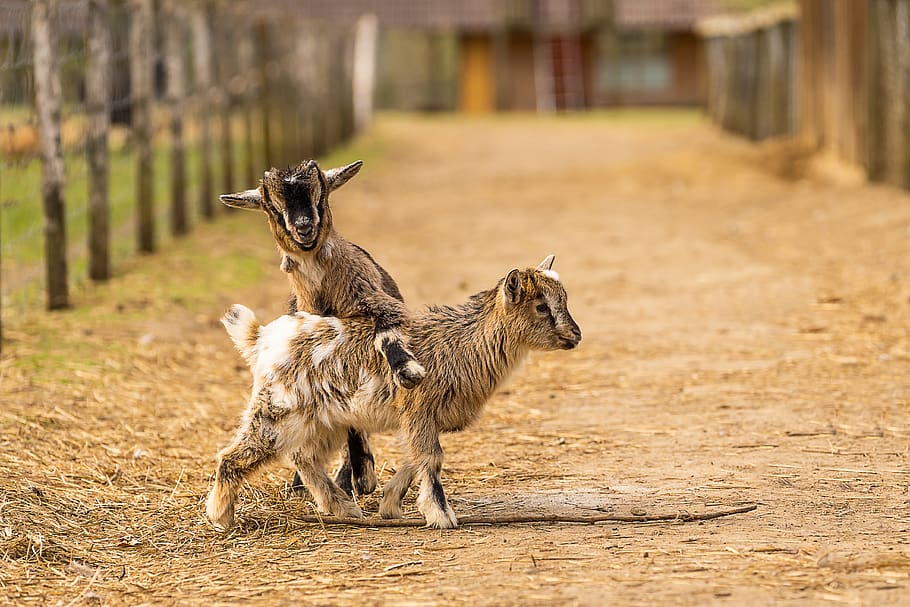 animal, goat, baby goats, mammal, animal world, farm, kid, domestic goat, HD wallpaper