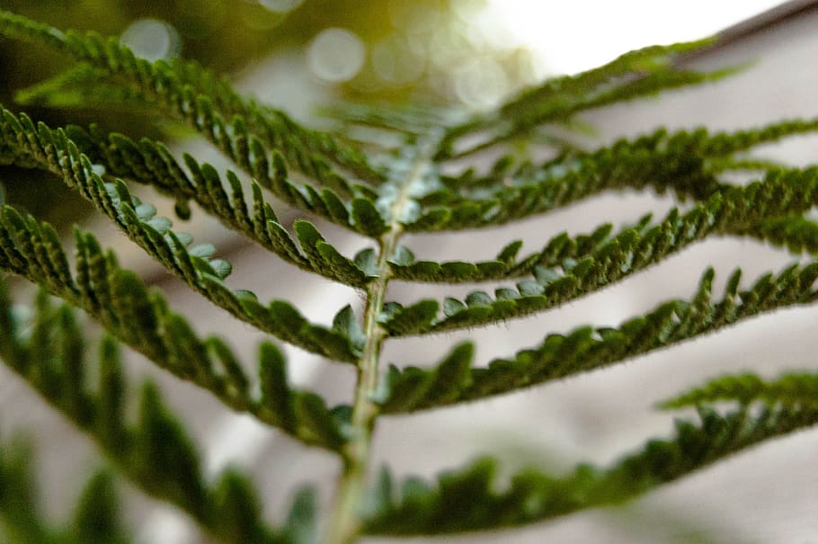 Selective Focus Photography of Fern Leaves, blur, blurred background HD wallpaper