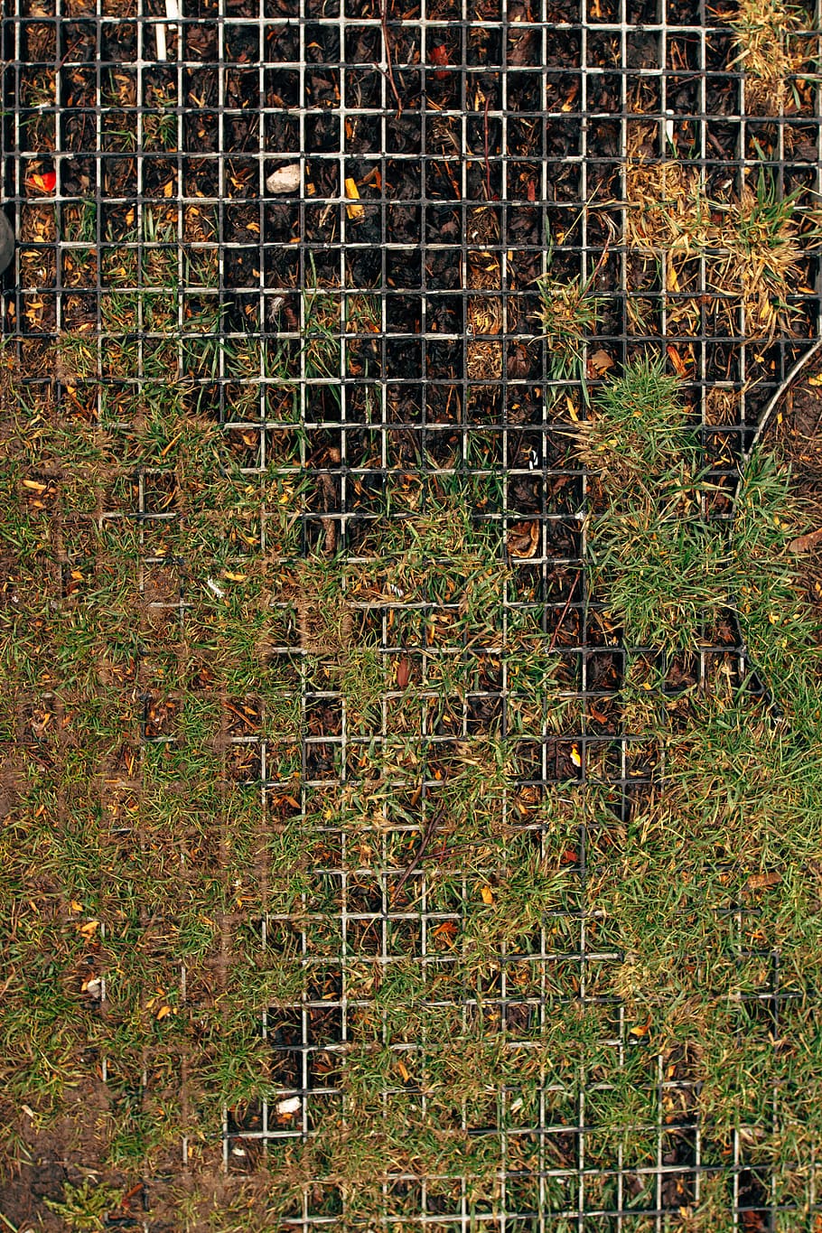 сетчатый забор раст фото 23