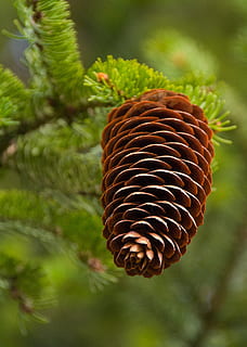 pine cones, spruce, tap, needles, tree, conifer, forest, plant HD wallpaper