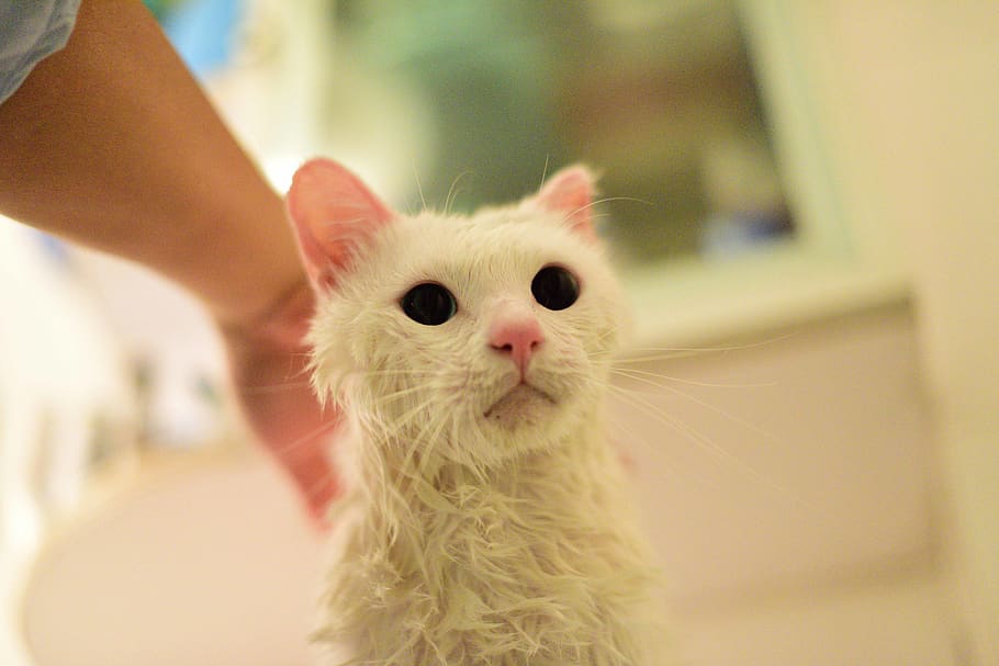 cat, pets, domestic, mammal, domestic animals, one animal, hand HD wallpaper