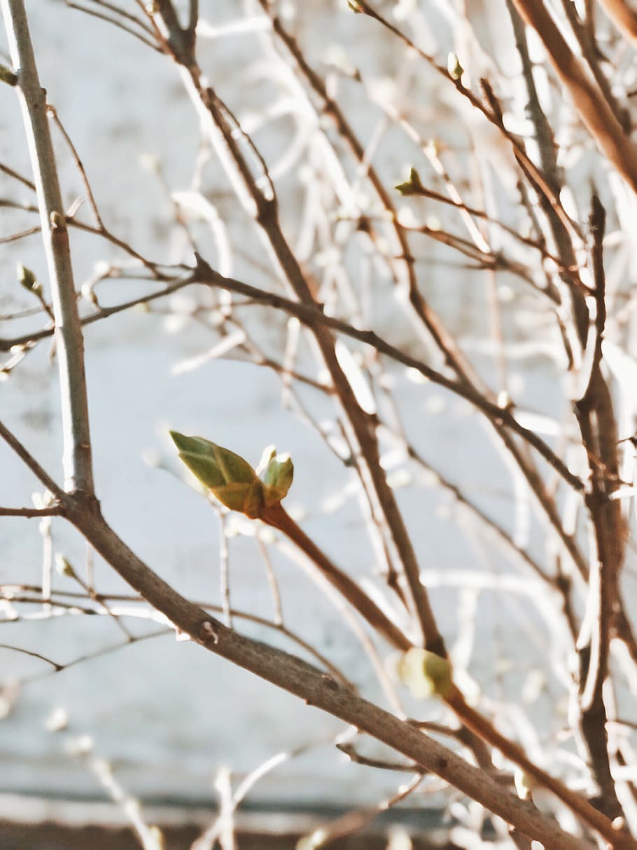 brown withered tree, plant, light, nature, bird, animal, leaf HD wallpaper